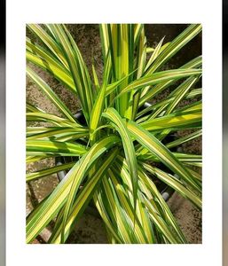 Pandanus