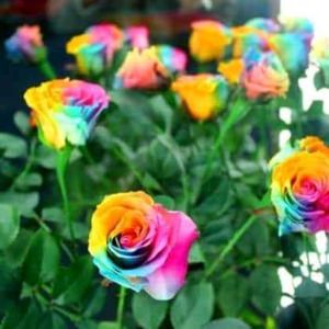 Rainbow  And Hazari Rose Plant Pack Of 2 ..