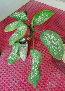 Set 2 Money &amp; Dieffenbachias Amoen Plants