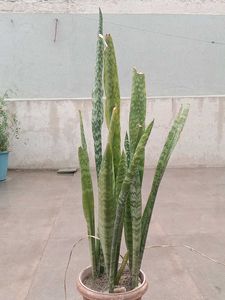 Snake Plant Sansevieria - Easy Care
