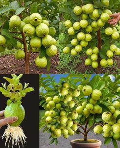 Guava Plant Pack Of 1