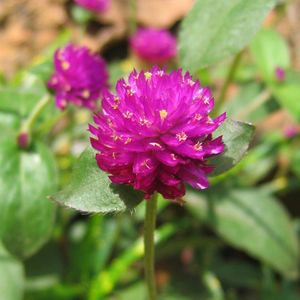 Vadamalli / Globe Amaranth Flower Seeds.