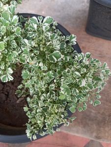 Plants For Sale