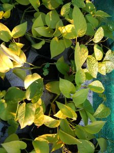 Golden Money Plant