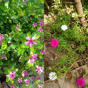 Combo of 7 flowers plants Canna indica, 10 seedsCa