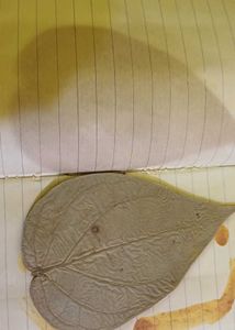 48 yrs old paan leaf