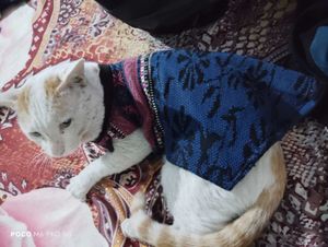 cat winter dress