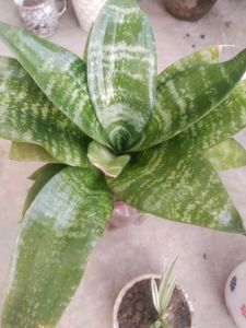 Combo Of 3 Plant Well Rooted