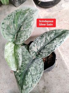 Assorted Indoor Plants combo