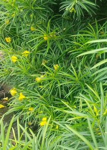 Kaner Plants Seeds (5 Seed)