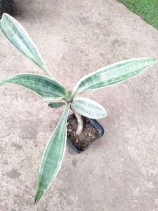 Sansevierias Air Purifying Plants