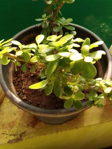 Jade Plant/Kuber Plant