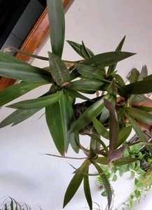 Set 2 Moses In The Cardle &amp; Pandanus veitchiiPlant