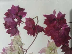 Dried Flowers