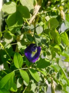 Aparajita Flower Seeds