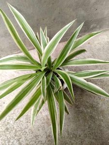 collection of various plants combo