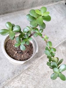 2 different Leaves Shape Ficus N 1 Jade Plants .
