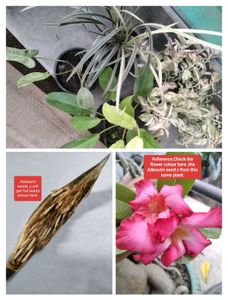Adenium Seeds and plants combo offer