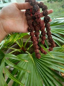 Rudraksha Mala