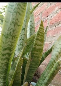 Original Snake Plant