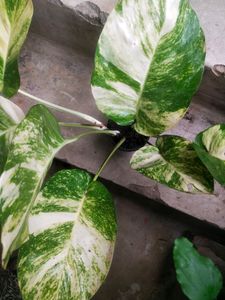 Combo 2  Magic Money Plant Without Pot