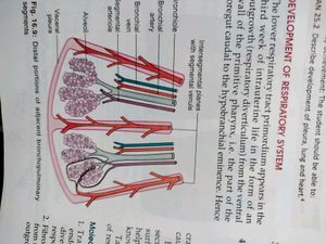 BD Chaurasia Anatomy Volume 1 And 2  Textbook
