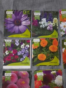 Flowers Seed