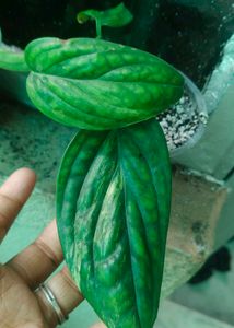 Monstera Peru Variegated