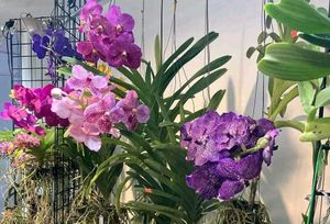 Orchid Plant Pack Of 1