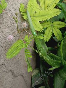 lajwanti seeds