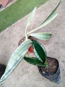 Good Sizes Sansevierias Combo
