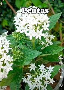 Pentas All Seasion Flowering Plant