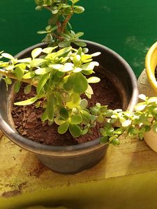 Jade Plant/Kuber Plant