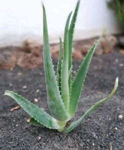 Beautiful 3 Plants For ₹100