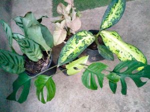 Beautiful Leafs Plants Combo