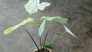 Caladium Plant