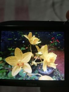 Nikon Coolpix A100