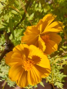 Yellow Cosmos Seeds