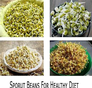 Hygienic Sprout Maker with 4 Container for Living