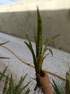 Combo Of Live Snake Plant -2 And Seeds
