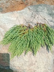 Fish Tank Gum Plant