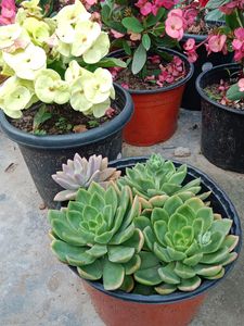 3 Big Size Succulents
