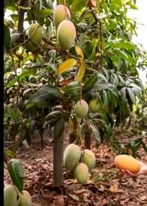 Pack 2 Big Mango 🥭 &amp; NeverNever Plants