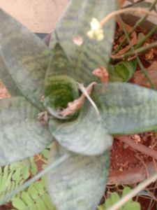 Plant Combo Offer