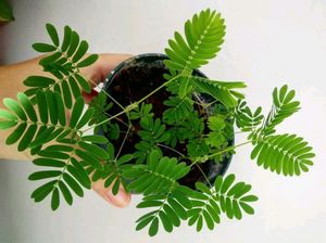 Touch Me Not Plant 1pcs