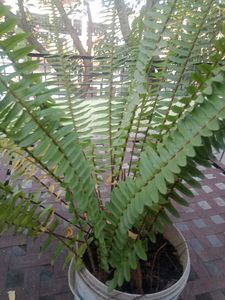 Indoor Plants