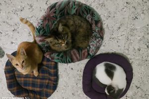 Cat Bed- Set of 3