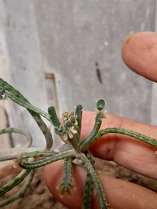 Rooted Small Kalanchoe Delagoensis (Mother of mill