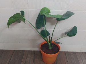 Monestera (7 Leaves)