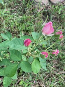 Pink rose steem